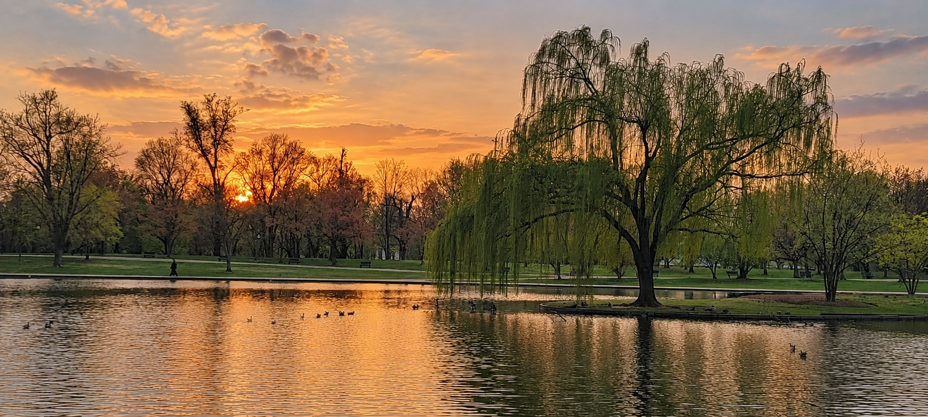 Golden sunset over a willow tree beside a park lake