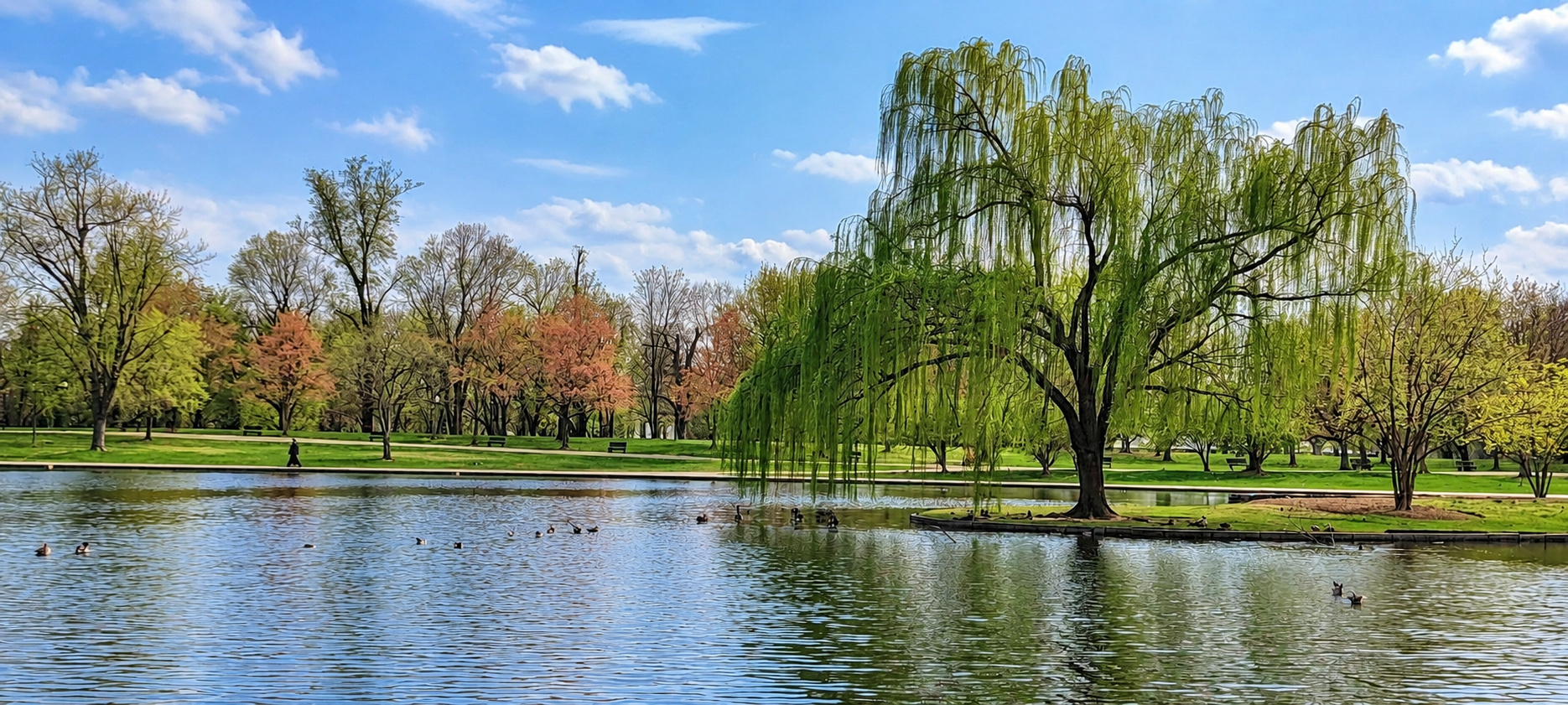 A willow tree beside a sunlit park lake